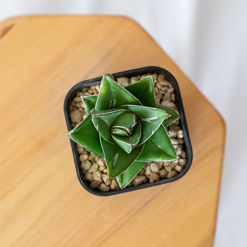 アガベ 笹の雪 桃太郎 OC株【発根管理中】Agave victoriae-reginae 多