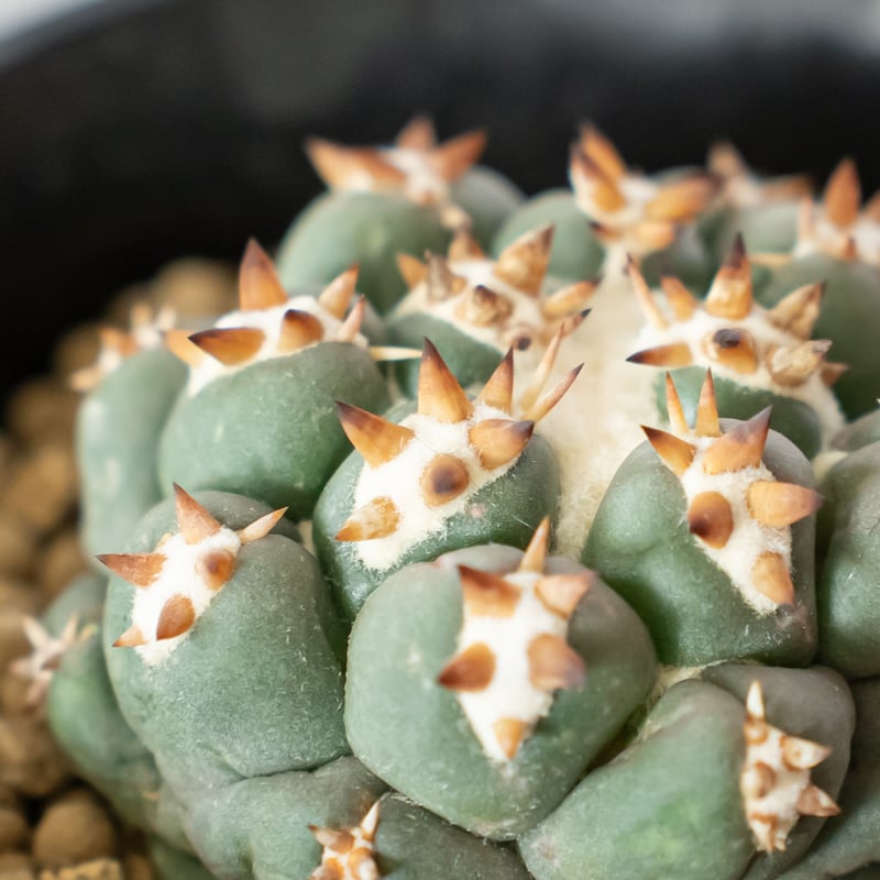 【超特価sale開催】  コリファンタ 特短刺象牙丸 Coryphantha 美株 カキ仔 フラワー・ガーデニング