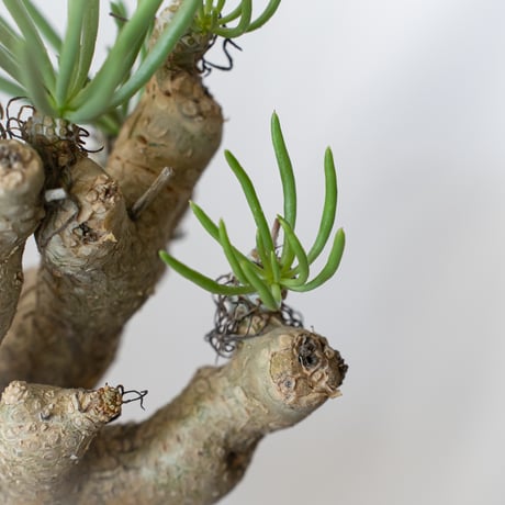 チレコドン ルブロベノーサス Tylecodon rubrovenosus コーデックス 塊根植物 珍奇植物 静岡 ANTIDOTE 通販 S836