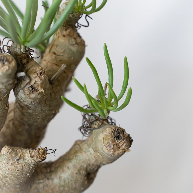 チレコドン ルブロベノーサス Tylecodon rubrovenosus コーデックス