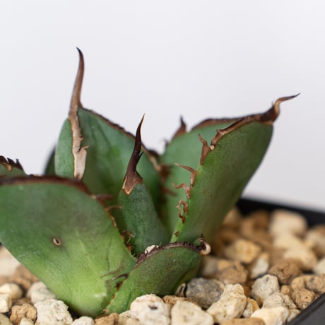 アガベ チタノタ 純血ジャガーノート OC株 Agave titanota Juggernaut 多肉植物 珍奇植物 静岡 通販 ANTIDOTE S707