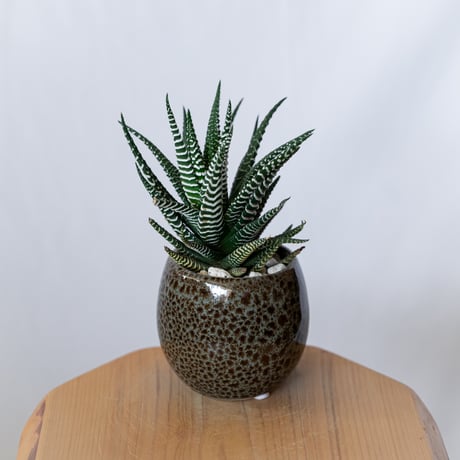 ハオルチア 十二の巻 鉢セット Haworthia fasciata 多肉植物 珍奇植物 静岡 ANTIDOTE 通販 S1385