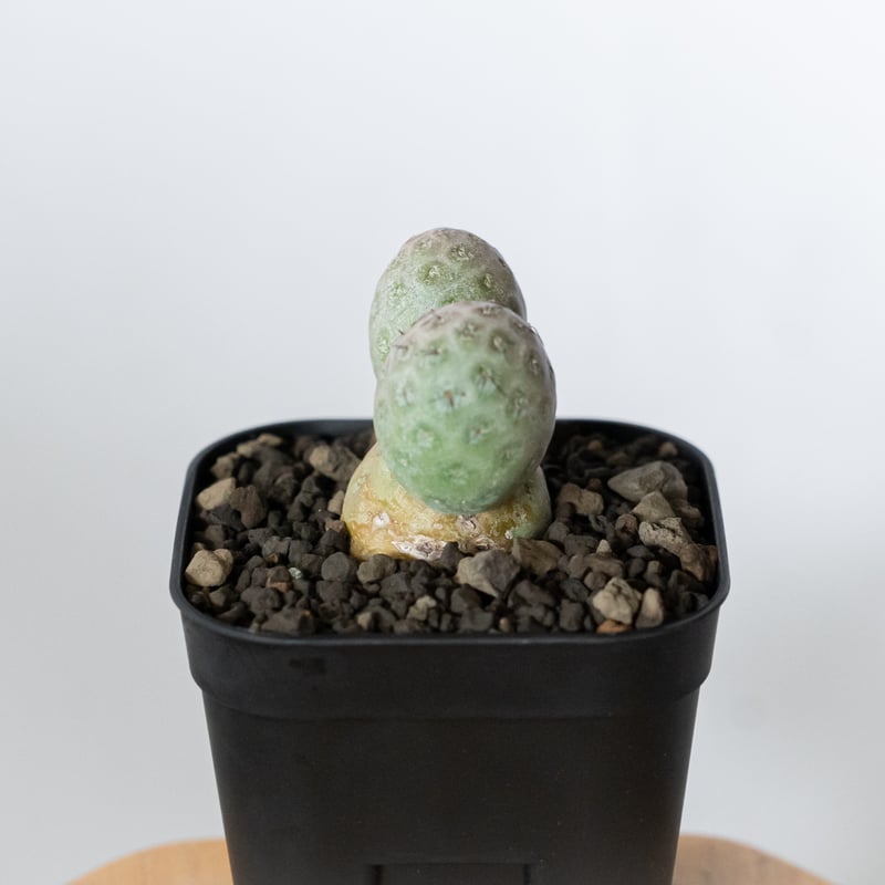 テフロカクタス ゲオメトリクス 子株付き 実生 Tephrocactus geometricu