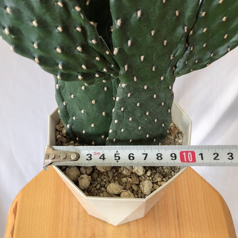 スミエボシ 墨烏帽子 Consolea rubescens ウチワサボテン バンザイ