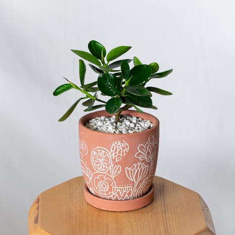 パンダガジュマル タイワンガジュマル 鉢セット Ficus microcarpa キジムナー 多幸の木 鉢セット 観葉植物 塊根植物 静岡 ANTIDOTE 通販 S1332