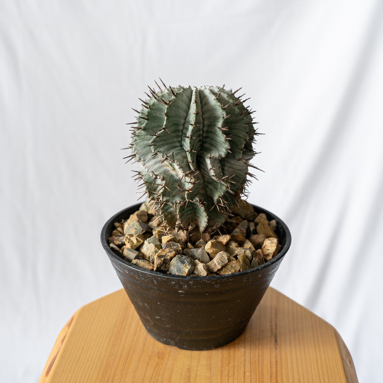 ユーフォルビア 関上ホリダ Euphorbia horida SEKIGAMI 多肉植物 珍奇