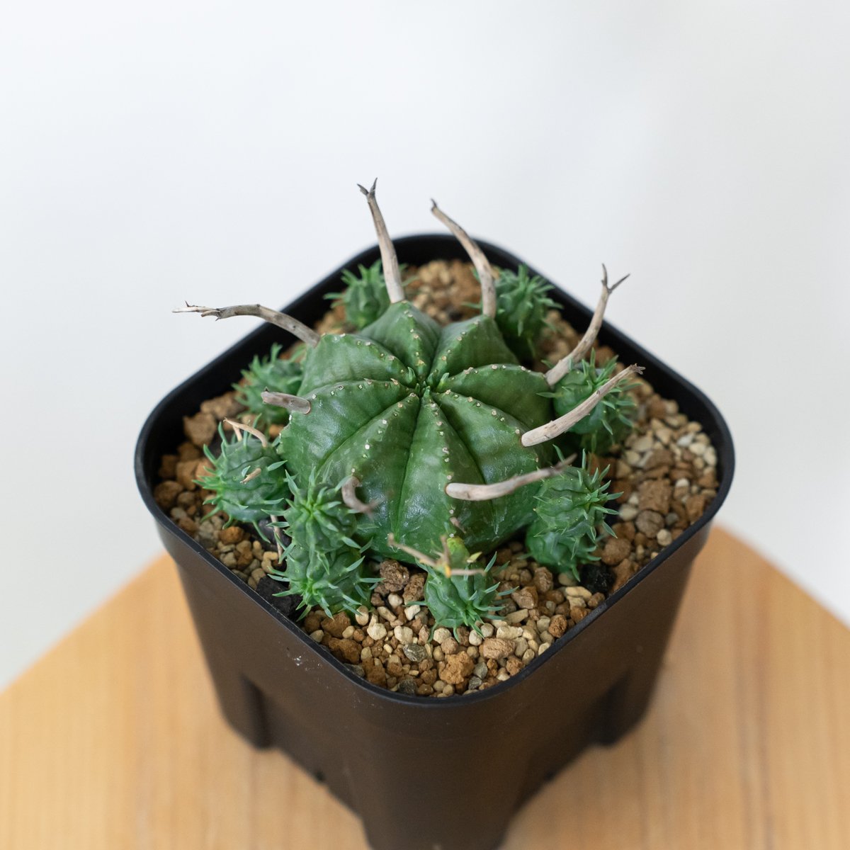 ユーフォルビア スーパーバリダ 子株付き 美株 実生 Euphorbia super