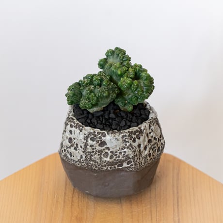 セレウス 黒獅子 鉢セット Cereus variabilis f.monstrosus サボテン 多肉植物 観葉植物 インテリアグリーン 静岡 ANTIDOTE 通販 S1117