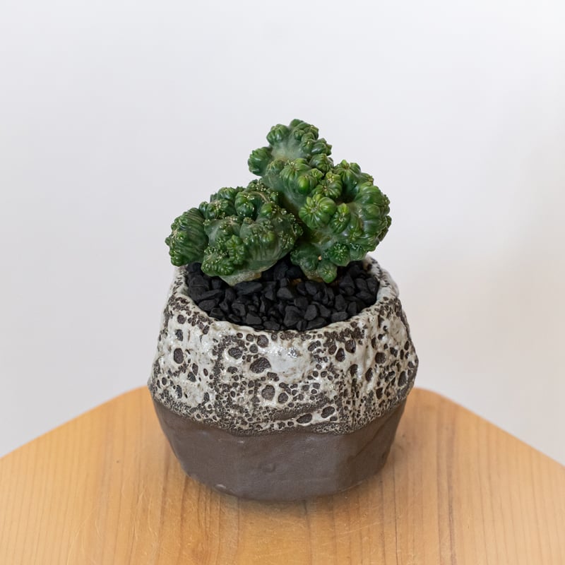 セレウス 黒獅子 鉢セット Cereus variabilis f.monstrosus サボ