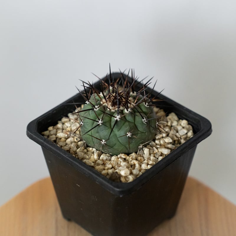 Copiapoa cinerea 黒王丸 サボテン コピアポア 黒王丸 Copiapoa