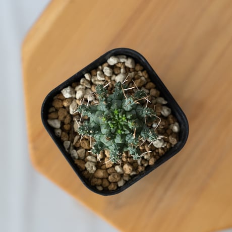 ユーフォルビア デセプタ 実生 Euphorbia decepta 多肉植物 珍奇植物 ANTIDOTE 静岡 通販 S1345