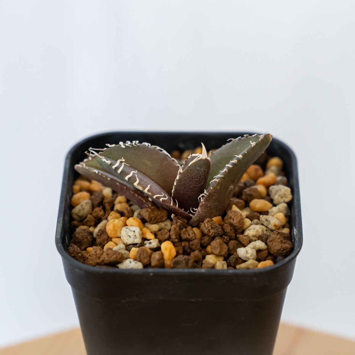 多肉植物アガべチタノタ金蟾，子株付 多肉植物アガべチタノタ金蟾，子株付 Agave titanota