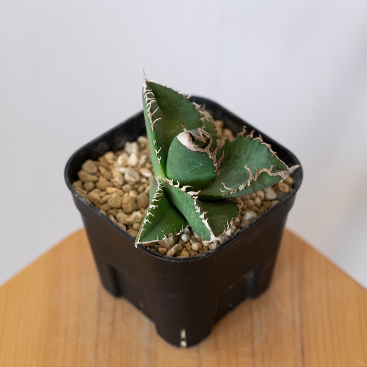 アガベ チタノタ 悪魔くん【発根管理中】TC株 Agave titanota 多肉植物