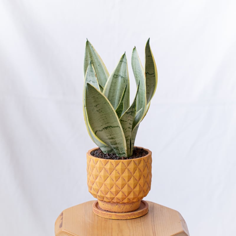 サンスベリア シルバーハニー 鉢セット Sansevieria Silver Hahnii 観