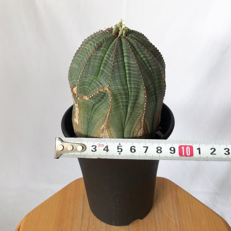 ユーフォルビア オベサ 大株 美株 実生 オールドオベサ Euphorbia
