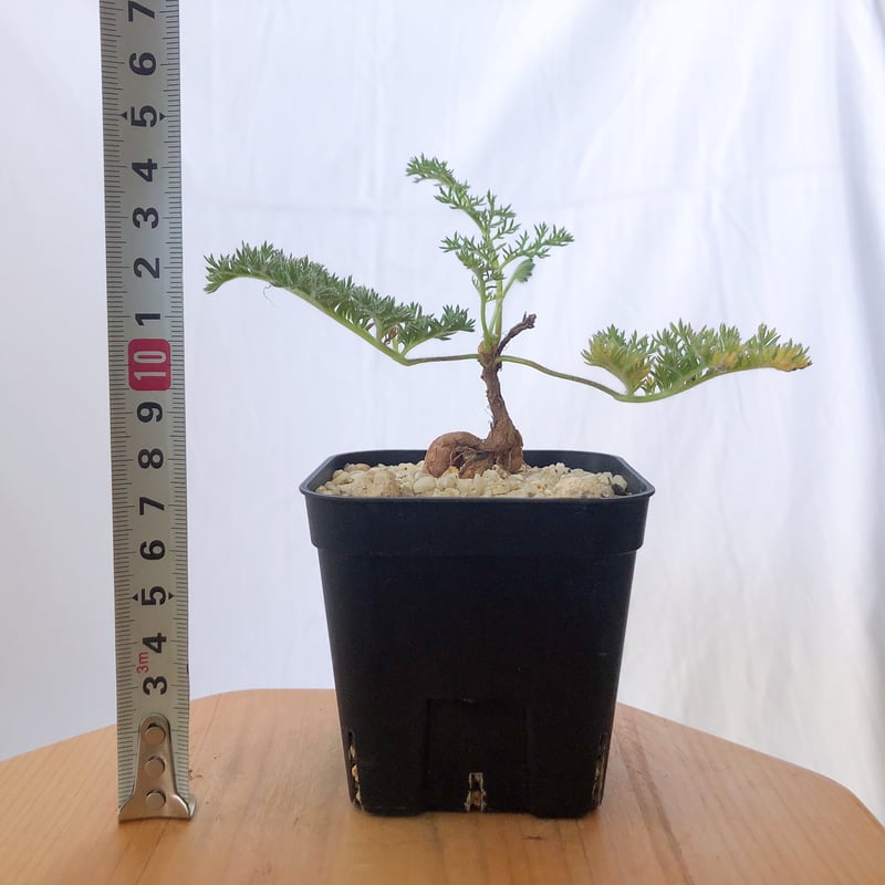 ペラルゴニウム トリステ 実生 Pelargonium triste 多肉植物