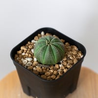 ユーフォルビア オベサ 実生 Euphorbia obesa 多肉植物 珍奇植物 静岡 ANTIDOTE 通販 S1485