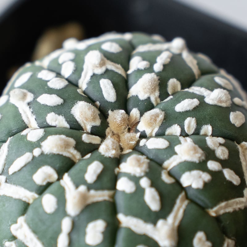 アストロフィツム スーパー兜 Vタイプ アロータイプ 実生 Astrophytum