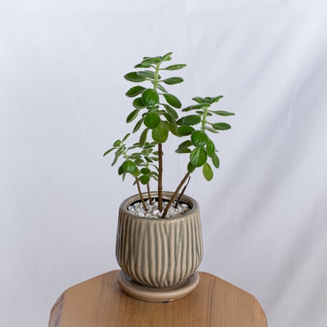 アロマティカス 鉢セット キューバンオレガノ Aromaticus 多肉植物  観葉植物 静岡 ANTIDOTE 通販 S1284