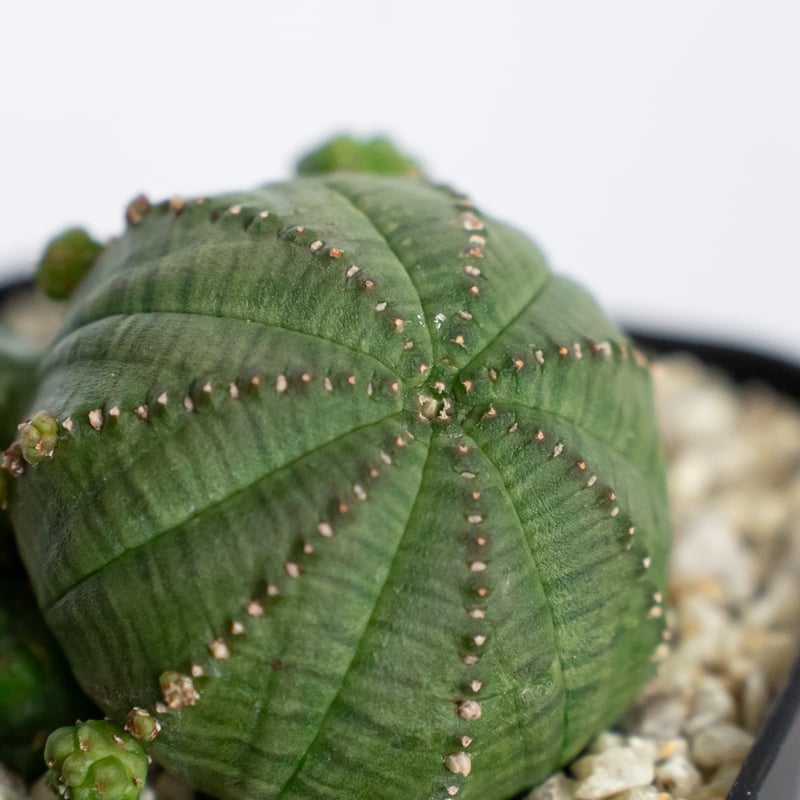 ユーフォルビア 仔吹きシンメトリカ Euphorbia symmetrica オベサ 多肉