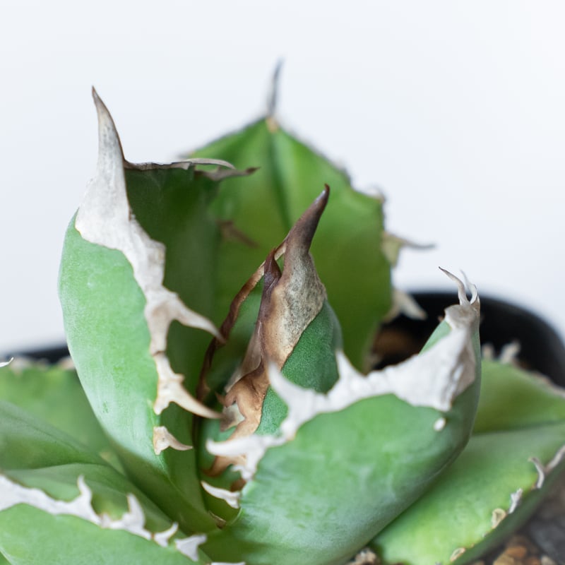 アガベ チタノタ 白犀牛 【発根管理中】シロサイ TC株 Agave titanota