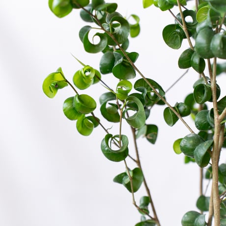 ベンジャミン バロック Ficus benjamina barok 観葉植物 インテリアグリーン 静岡 ANTIDOTE 通販 S1189