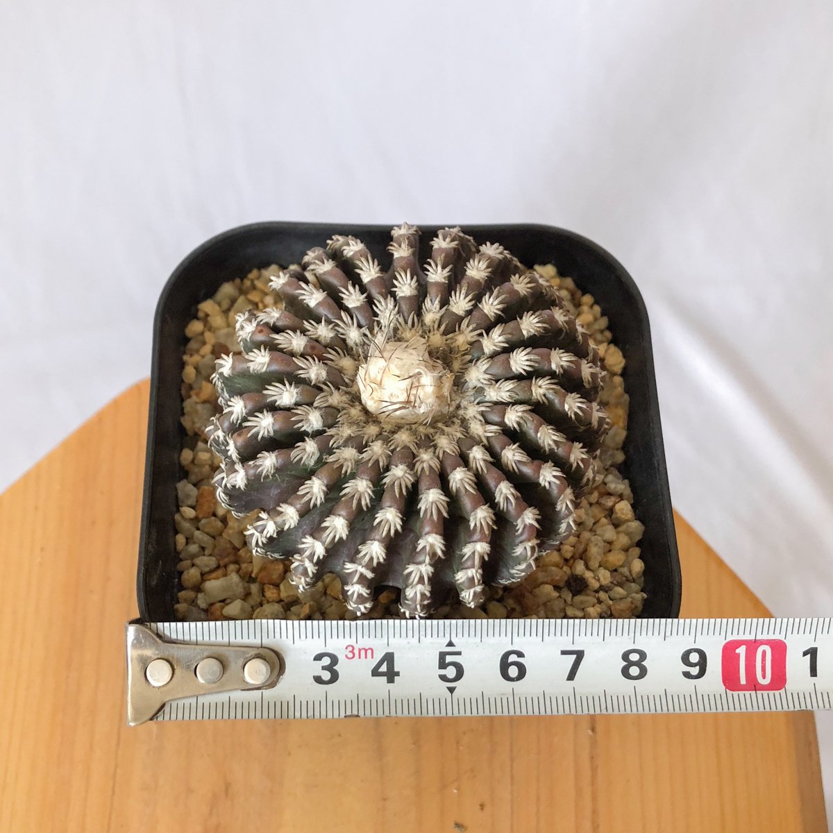 ディスコカクタス　ホルスティ 実生　サボテン ディスコカクタス ホルスティ 実生 美株 Discocactus horstii