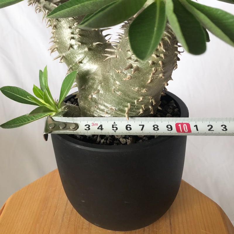 パキポディウム 恵比寿大黒 実生 美株 Pachypodium Densicaule 塊根植物