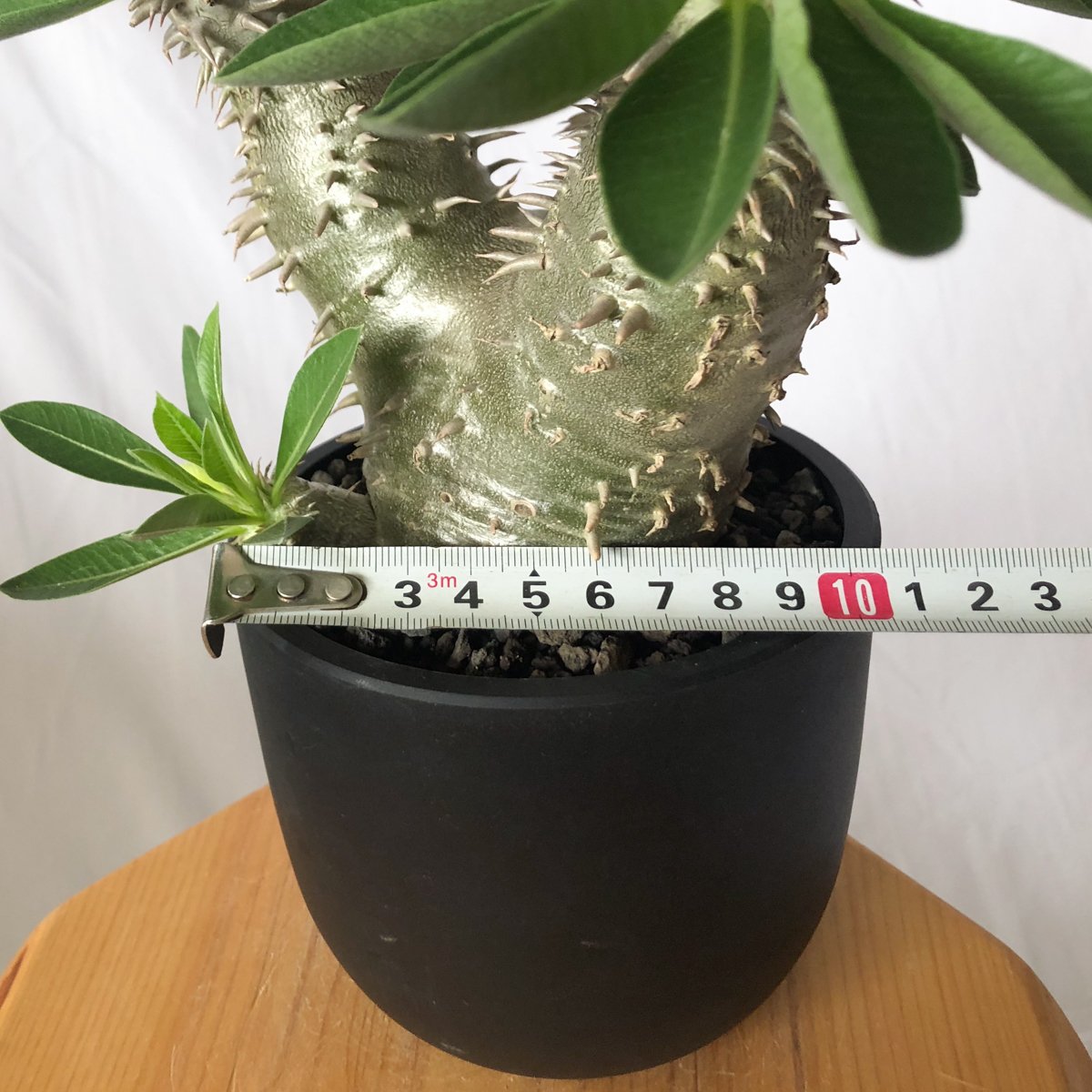 パキポディウム 恵比寿大黒 実生 美株 Pachypodium Densicaule 塊根植物