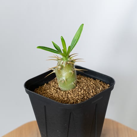 パキポディウム アンボンゲンセ 実生 Pachypodium ambongense 塊根植物 コーデックス 多肉植物 珍奇植物 静岡 ANTIDOTE 通販 S1451