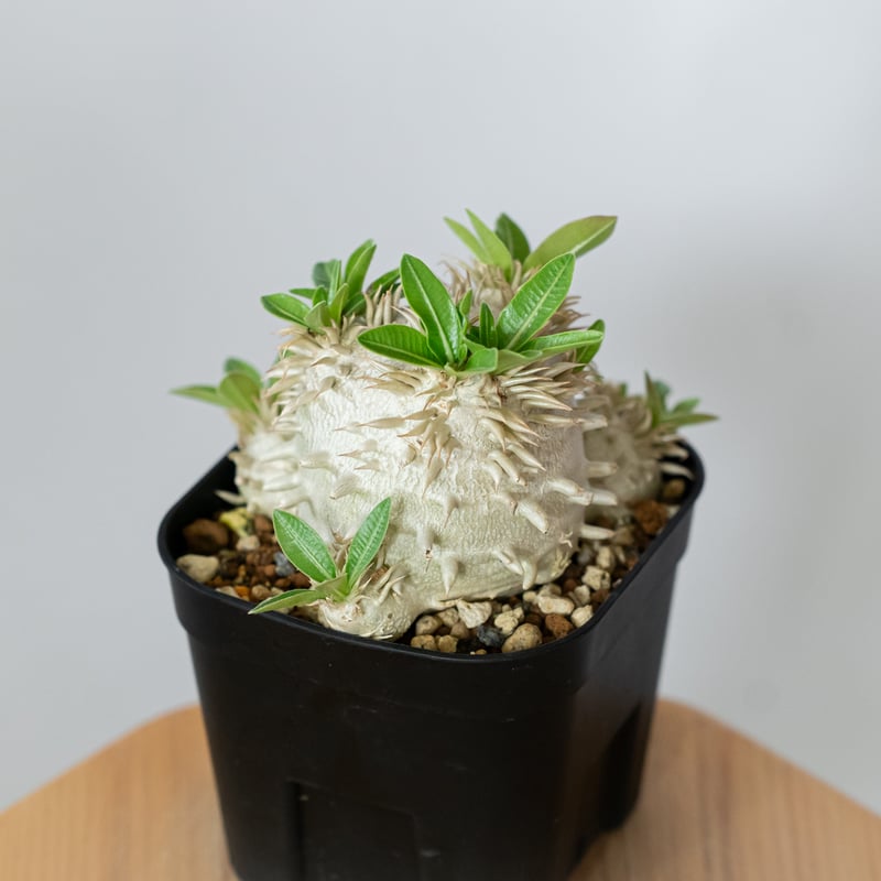 パキポディウム エブレネウム 実生 Pachypodium eburneum 塊根植物