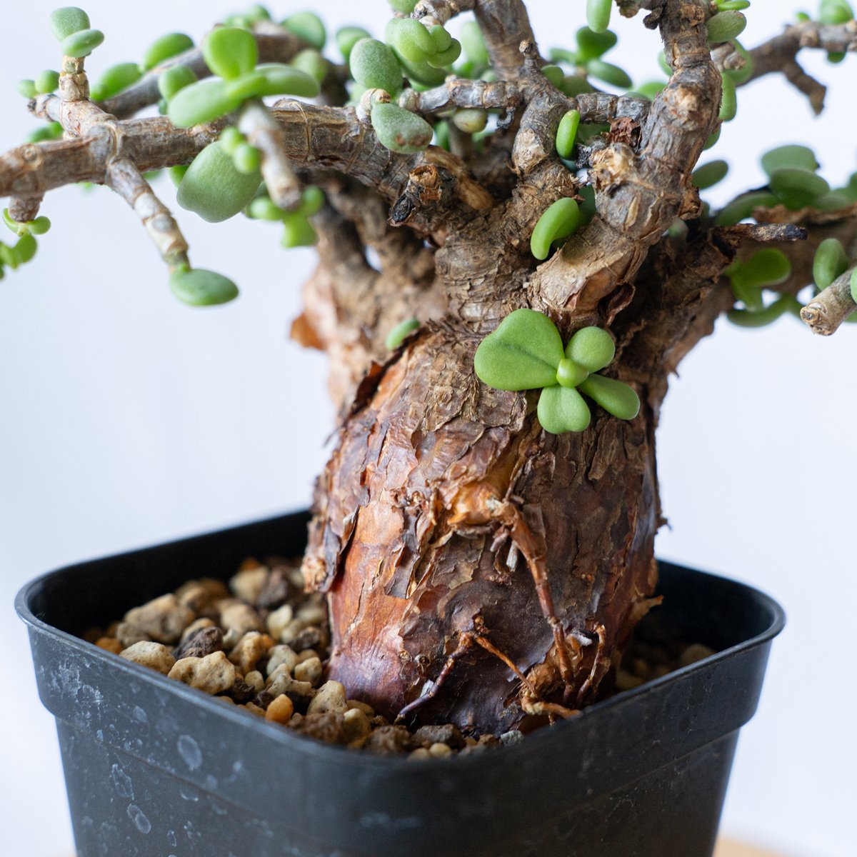 ケラリア ピグマエア Ceraria pygmaea 多肉植物 珍奇植物 静岡