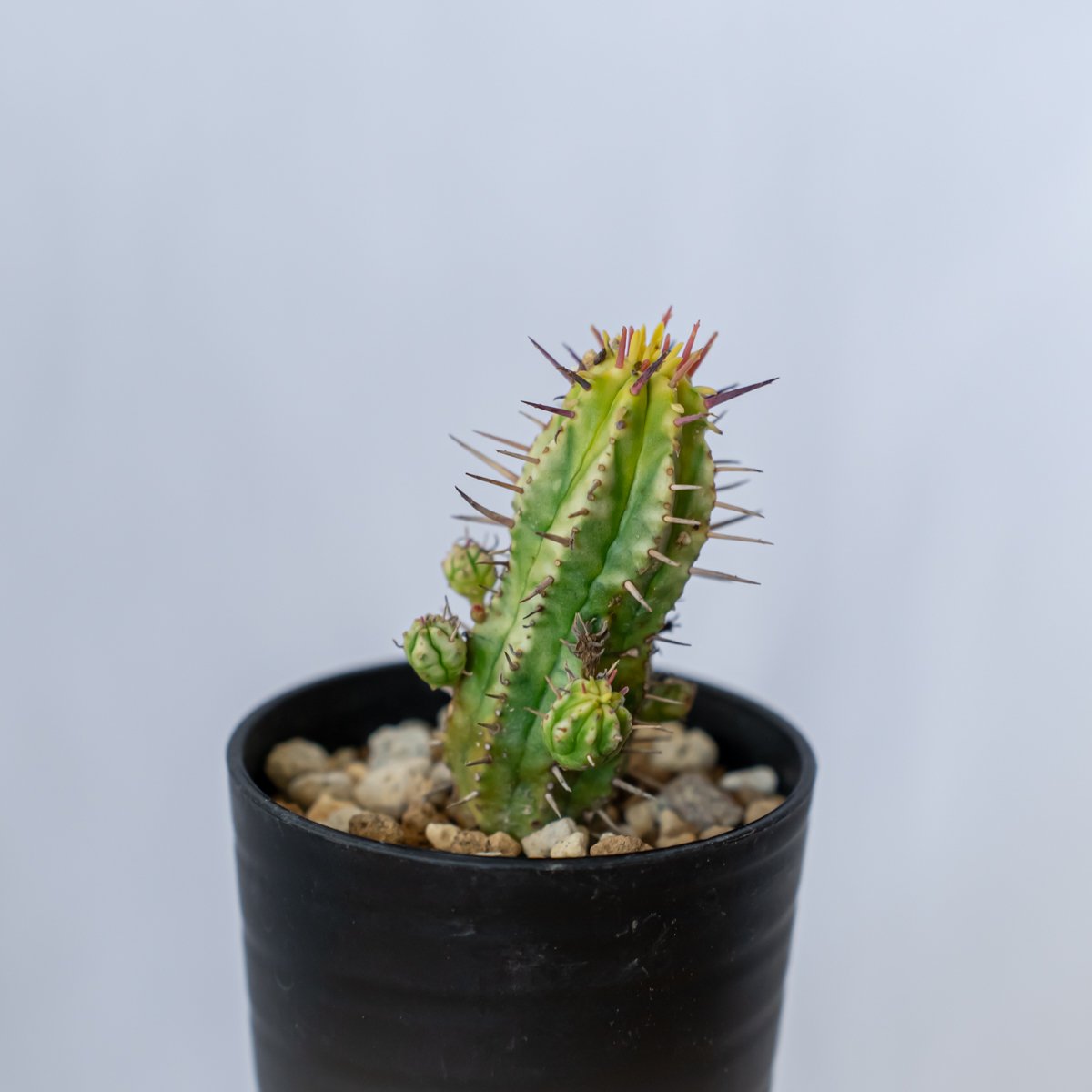 ユーフォルビア エノプラ ユーフォルビア 紅彩閣錦 エノプラ 斑入り Euphorbia enopla 塊根植物