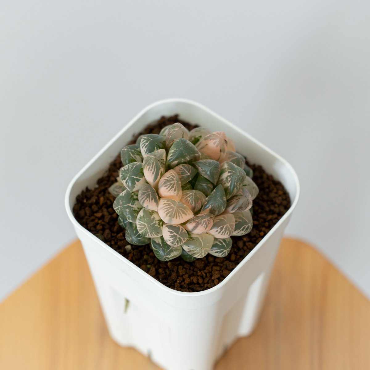 ■ 多肉植物 ミモザ・大和錦・モルガンビューティ等 抜き苗 ■ 14種類 □ 多肉植物 ミモザ・大和錦・モルガンビューティ等 抜き苗