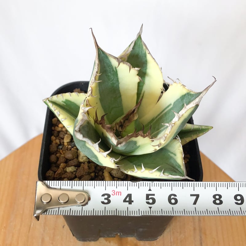 アガベ チタノタ スナグルトゥース OC株 美株 Agave titanota Snaggle