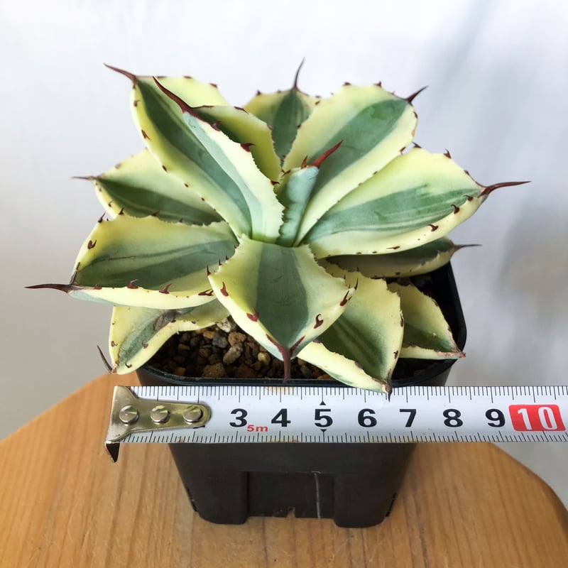 特価　アガベ　吉祥冠錦　4株　チタノタ アガベ チタノタ 吉祥冠錦 OC株【発根管理中】斑入り Agave potatorum