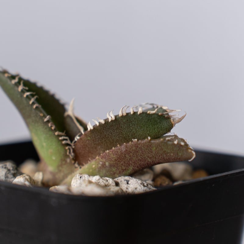 アガベ チタノタ 金蟾【発根管理中】Agave titanota kinsen TC株 多肉植