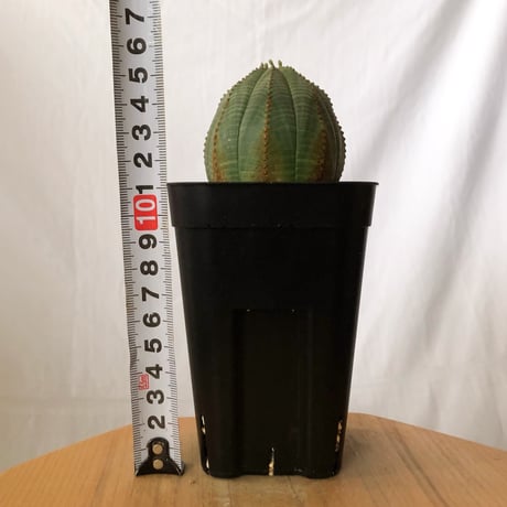 ユーフォルビア オベサ 実生 Euphorbia obesa 多肉植物 珍奇植物 静岡 ANTIDOTE 通販 S1490