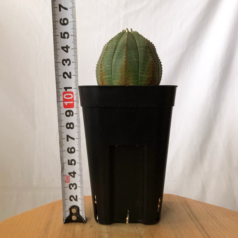ユーフォルビア オベサ 実生 Euphorbia obesa 多肉植物 珍奇植物 静岡
