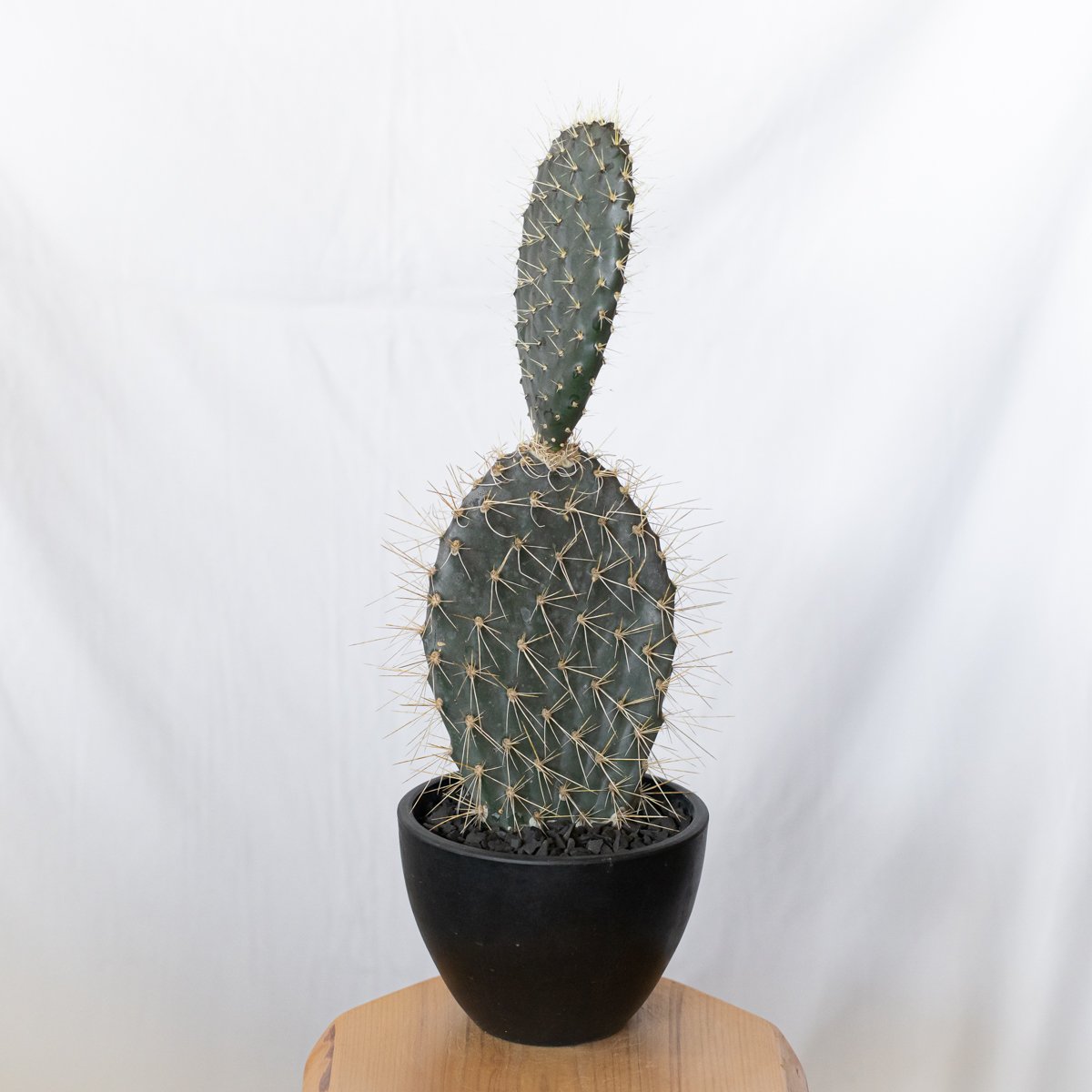 ガラパゴス団扇 オプンチア ガラパゴス団扇 実生 Opuntia galapageia サボテン 多肉