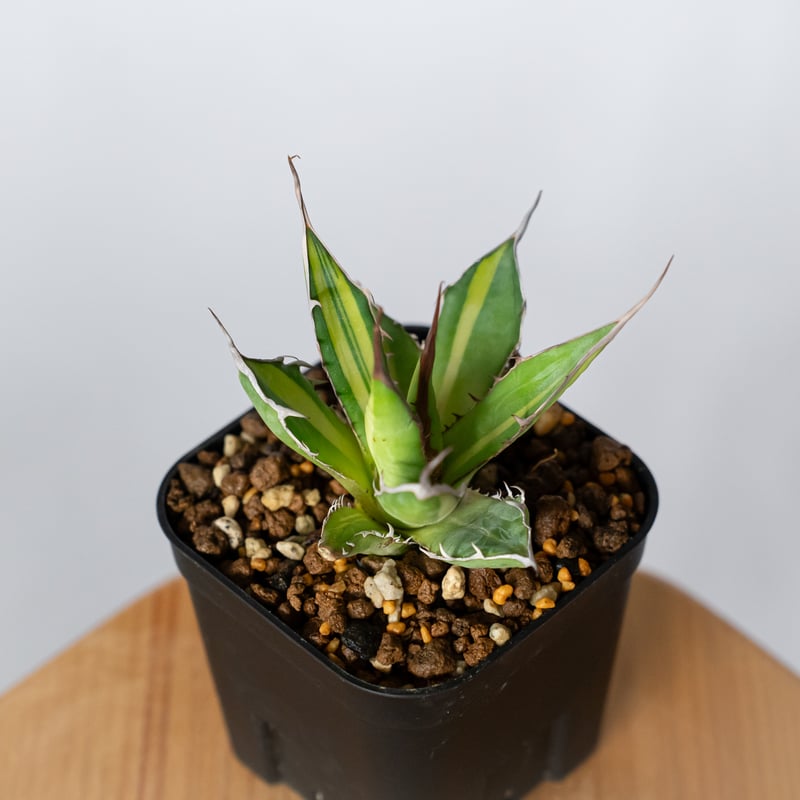 アガベ ホリダ 黄中斑 TC株【発根管理中】斑入り Agave horrida 多肉