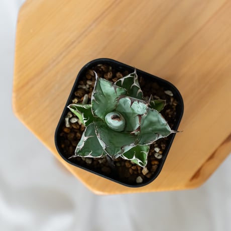 アガベ チタノタ ブラックアンドブルー BB  OC株【発根管理中】Agave titanota Black & Blue 多肉植物 珍奇植物 静岡 ANTIDOTE 通販 S1443