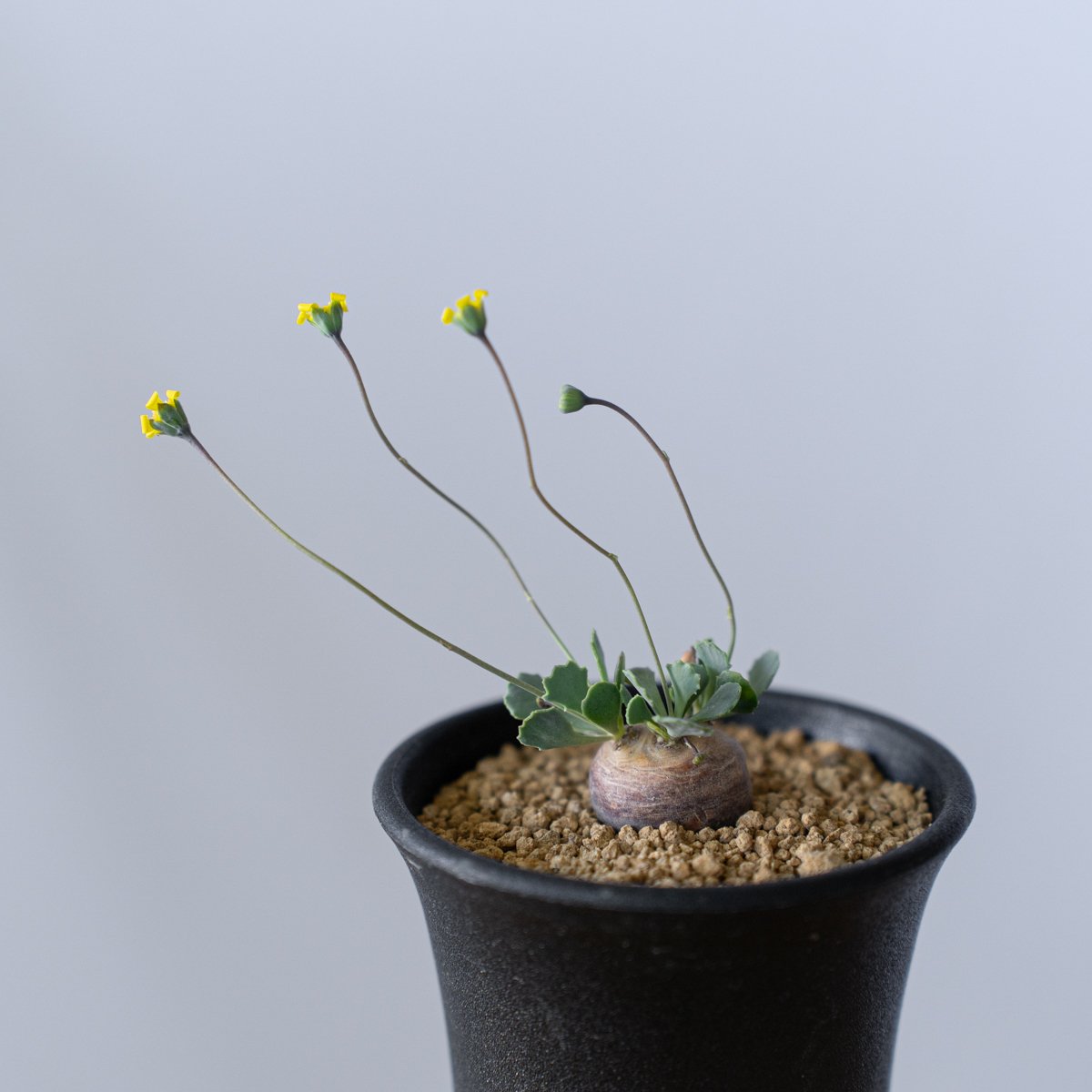 オトンナ カカリオイデス Othonna cacalioides 塊根植物 コーデックス