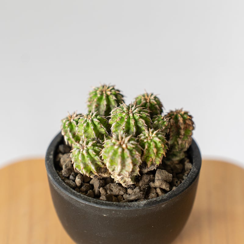 ユーフォルビア セプルタ Euphorbia sepulta 多肉植物 珍奇植物