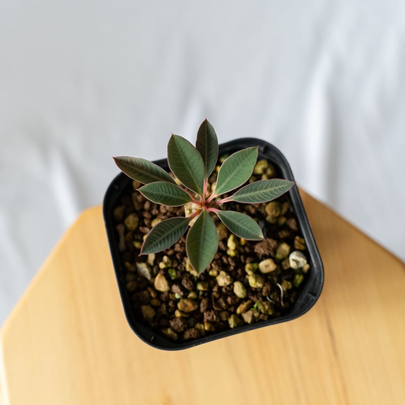 ユーフォルビア パキポディオイデス Euphorbia pachypodioides