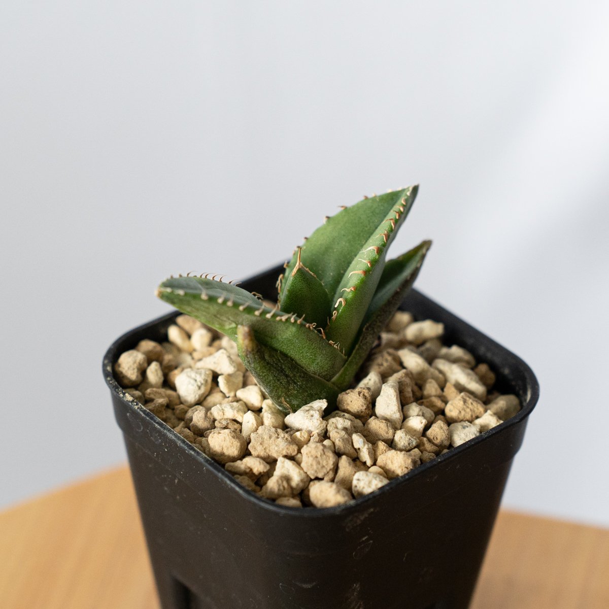 アガベ チタノタ 大白鯊 【発根管理中】ホオジロザメ Agave