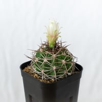 ギムノカリキウム フェロシオール 実生 Gymnocalycium hybopleurum v. ferocior サボテン 多肉植物 珍奇植物 静岡 ANTIDOTE 通販 S642