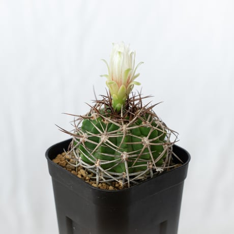 ギムノカリキウム フェロシオール 実生 Gymnocalycium hybopleurum v. ferocior サボテン 多肉植物 珍奇植物 静岡 ANTIDOTE 通販 S642