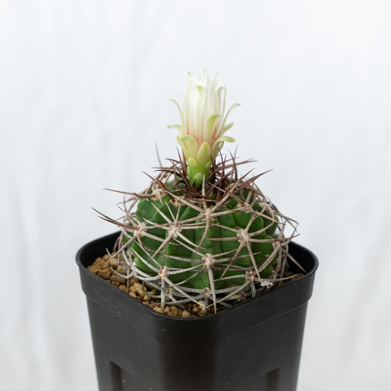 ギムノカリキウム フェロシオール 実生 Gymnocalycium hybopleurum v