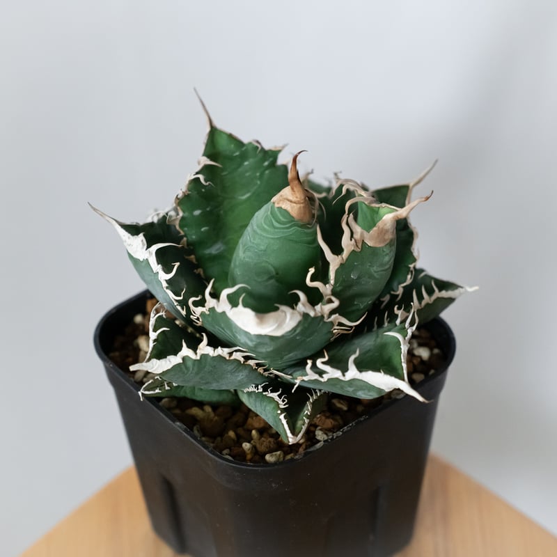 アガベ チタノタ 悪魔くん【発根管理中】TC株 Agave titanota Bakemono